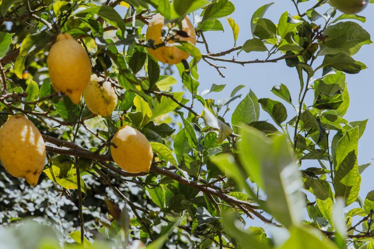 Lemon Tree Rooms Barano dʼIschia Exterior foto